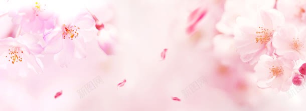梦幻粉色花朵背景jpg设计背景_新图网 https://ixintu.com 天猫 女装 桃花 淘宝背景 菊花 薰衣草