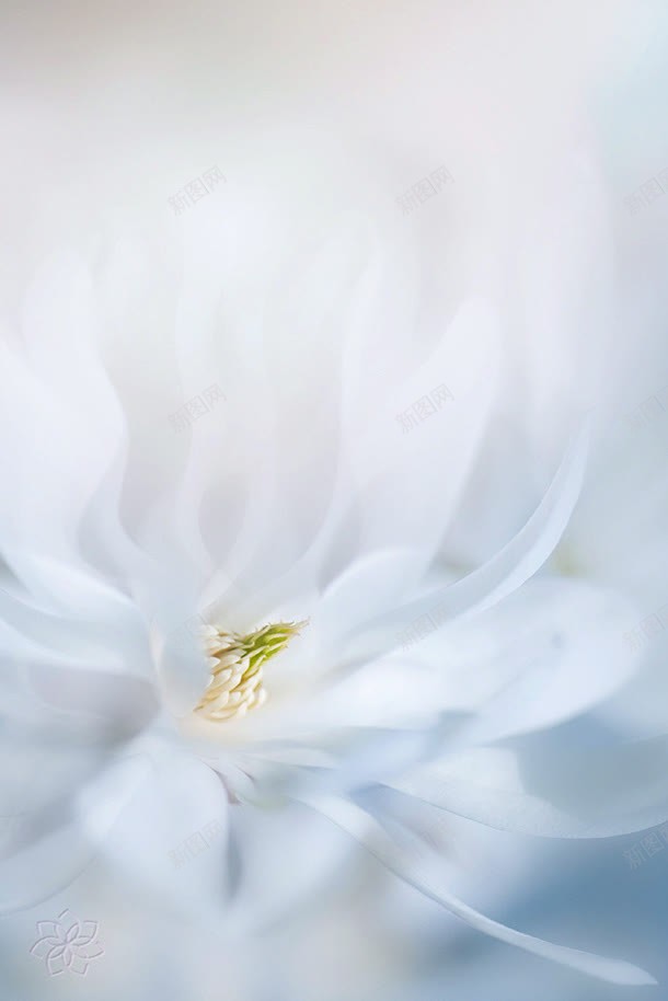 纯白色花瓣百褶纸张jpg设计背景_新图网 https://ixintu.com 白色 纸张 花瓣