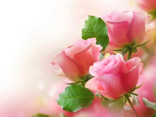 粉红色盛开玫瑰绿色叶子背景