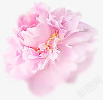 白色侧面牡丹花png免抠素材_新图网 https://ixintu.com 牡丹花 白色侧面