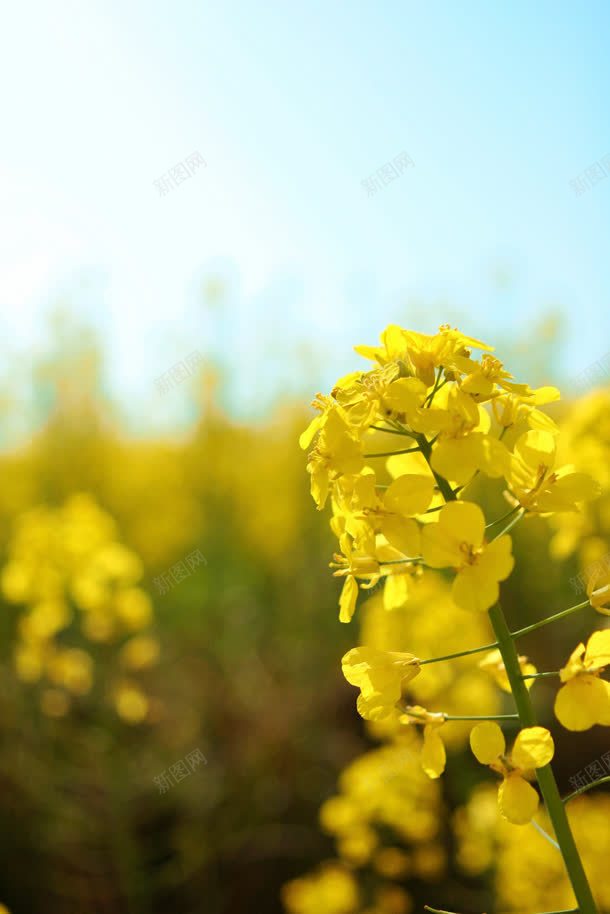 黄色油菜花大屏阳光jpg设计背景_新图网 https://ixintu.com 油菜花 阳光 黄色