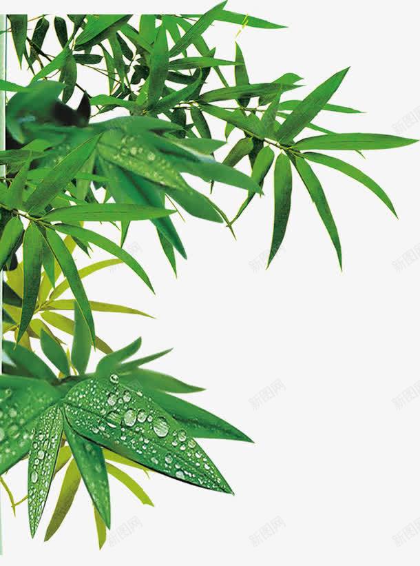端午节绿叶竹叶叶子装饰png免抠素材_新图网 https://ixintu.com 叶子 端午节 竹叶 竹叶免抠图 绿叶 装饰