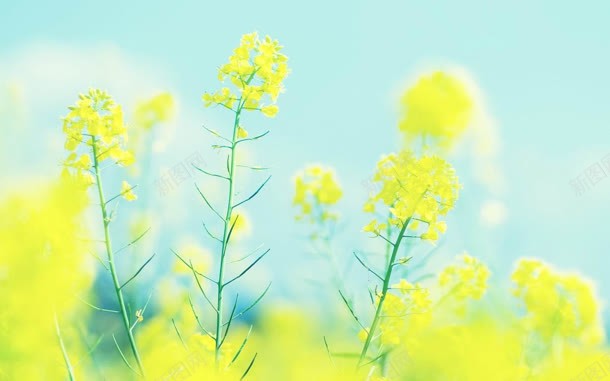 夏日小清新油菜花田jpg设计背景_新图网 https://ixintu.com 夏日 油菜花 清新
