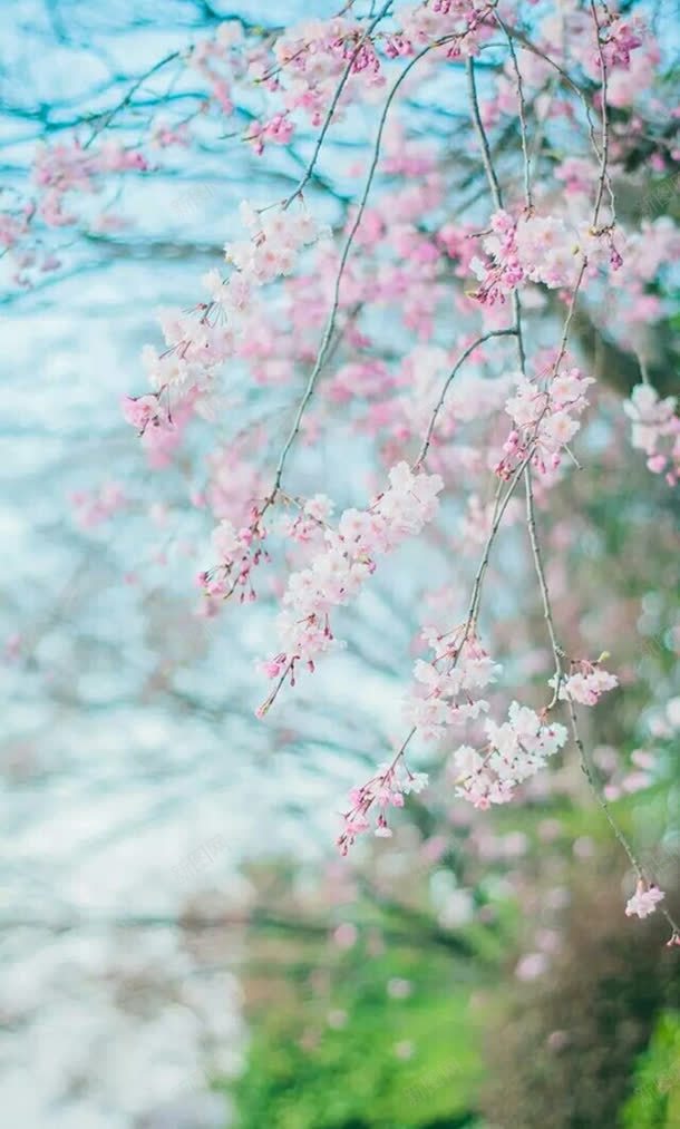 春天的粉色樱花海报背景jpg设计背景_新图网 https://ixintu.com 春天 樱花 海报 粉色 背景