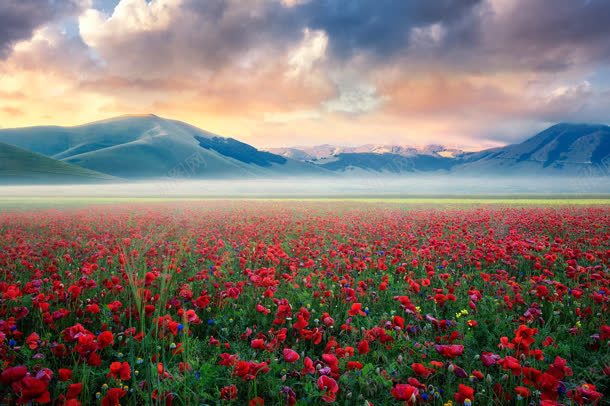 夕阳下的玫瑰花海jpg设计背景_新图网 https://ixintu.com 万紫千红玫瑰 花海 夕阳 云彩 蓝色山峰 美丽景观