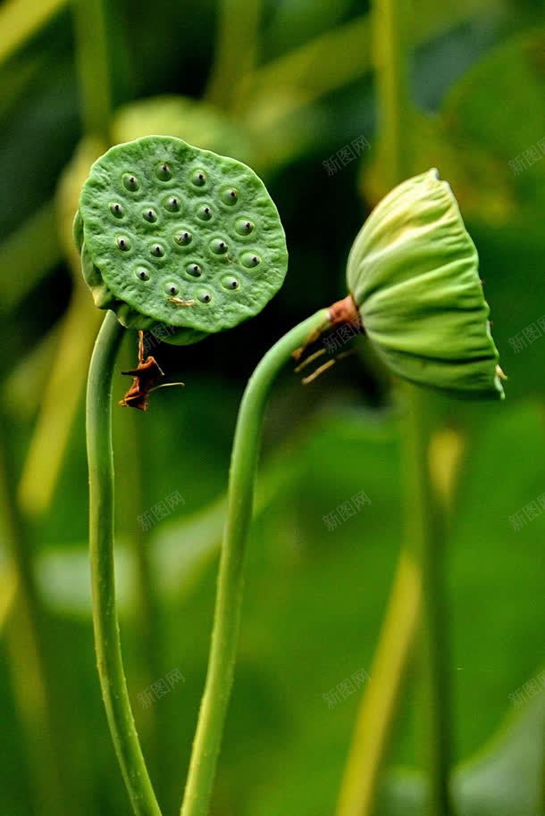 绿色荷花大屏jpg设计背景_新图网 https://ixintu.com 绿色 荷花
