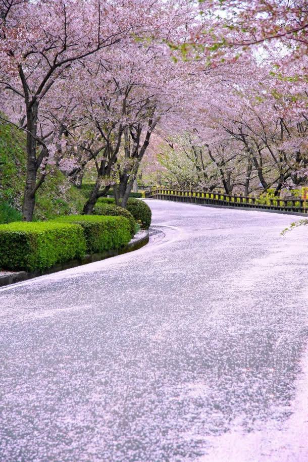 桃花绿草粉色的路jpg设计背景_新图网 https://ixintu.com 桃花 粉色