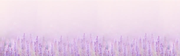 薰衣草背景jpg设计背景_新图网 https://ixintu.com 内衣 化妆品 场景图 女装背景 女鞋 海报背景 童装