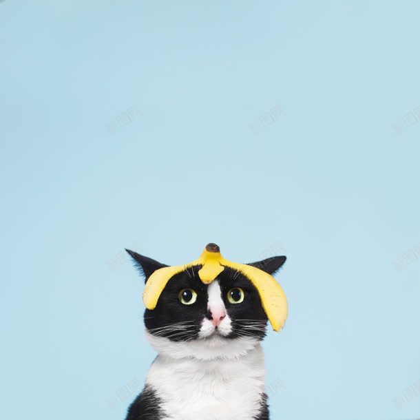 顶着香蕉皮的黑猫海报背景jpg设计背景_新图网 https://ixintu.com 海报 背景 香蕉