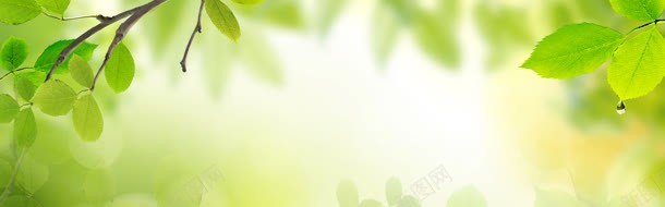 简约清爽绿色树叶海报背景jpg设计背景_新图网 https://ixintu.com 叶 天猫背景 树叶 水珠 淘宝背景 清爽 温馨背景 简约 绚丽背景 绿色 轮播背景