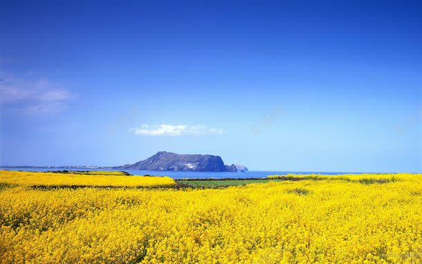 蓝天油菜地小岛png免抠素材_新图网 https://ixintu.com 小岛 春天 油菜地 菜田 蓝天