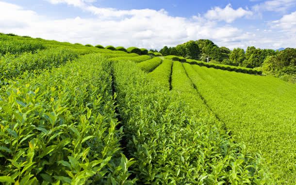 蓝天白云绿色茶园jpg设计背景_新图网 https://ixintu.com 白云 绿色 茶园 茶林 蓝天