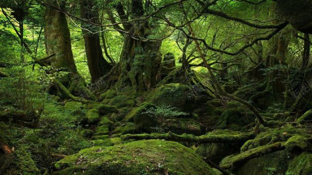 长满青苔的远古大树jpg设计背景_新图网 https://ixintu.com 大树 远古 青苔