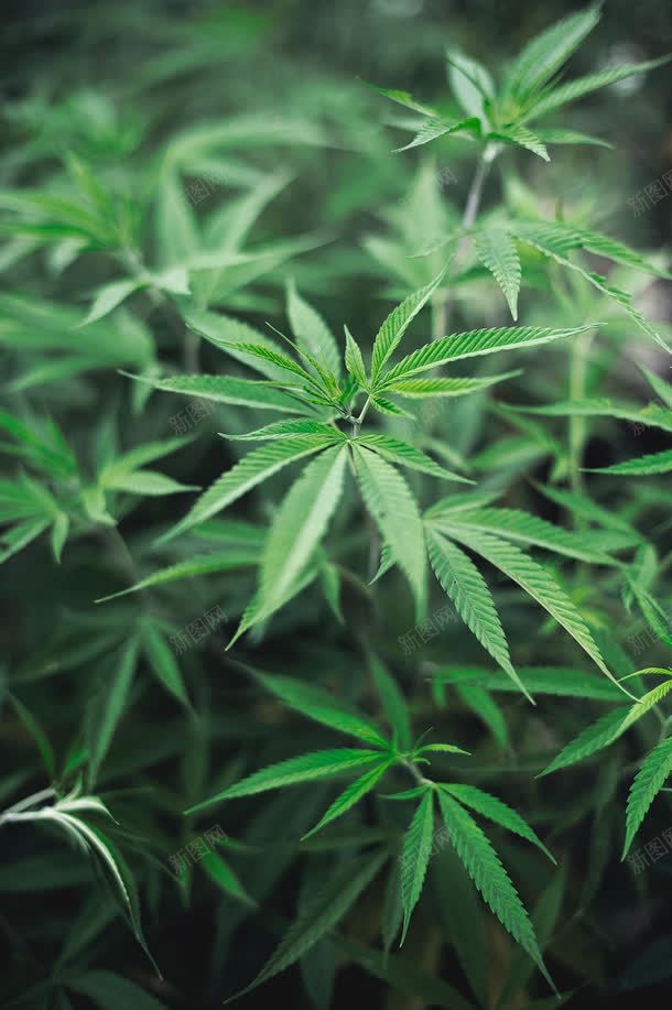 绿色植物绿叶jpg设计背景_新图网 https://ixintu.com 绿叶 绿色植物