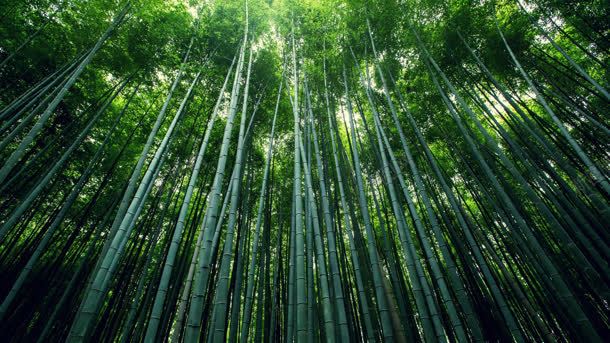 唯美清新绿色竹林jpg设计背景_新图网 https://ixintu.com 清新 竹林 绿色