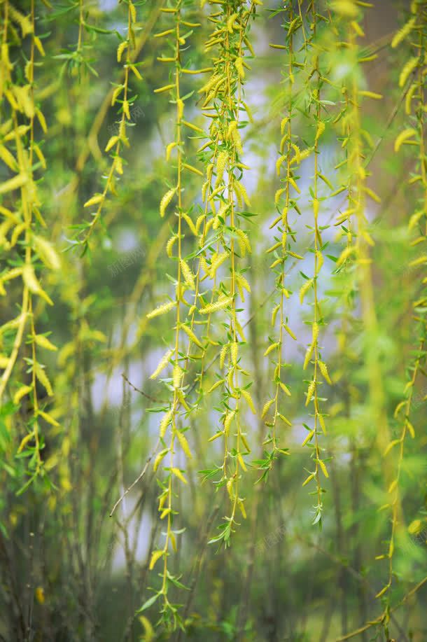 垂帘树叶唯美景色jpg设计背景_新图网 https://ixintu.com 景色 树叶