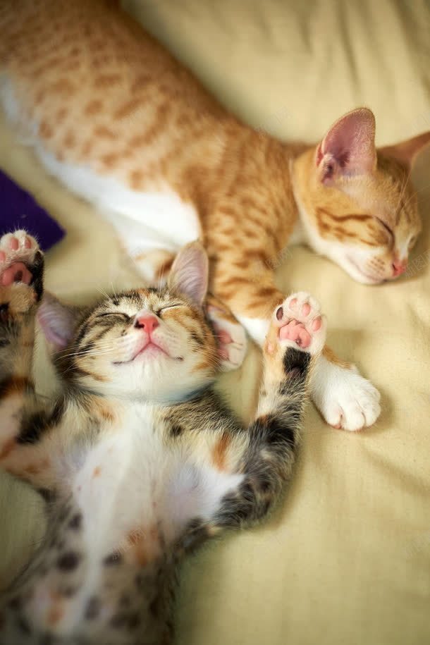 斑纹睡着的小猫jpg设计背景_新图网 https://ixintu.com 斑纹 睡着 素材