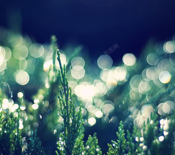 绿色植物梦幻光影壁纸jpg设计背景_新图网 https://ixintu.com 光影 壁纸 梦幻 绿色植物