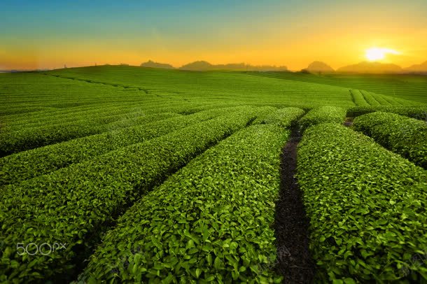 夕阳下绿色的茶园jpg设计背景_新图网 https://ixintu.com 夕阳 绿色 茶园