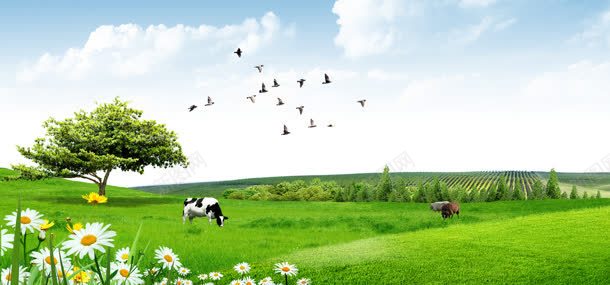 蓝天草地牧场奶牛jpg设计背景_新图网 https://ixintu.com 奶牛 牧场 草地 萌宠牧场 蓝天