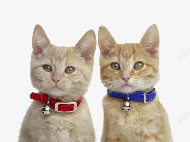 带着铃铛的小猫png免抠素材_新图网 https://ixintu.com 可爱小猫 小喵咪圣诞铃铛 漂亮的猫咪