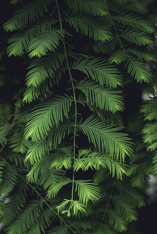 绿色植物神秘海报jpg设计背景_新图网 https://ixintu.com 海报 神秘 绿色植物