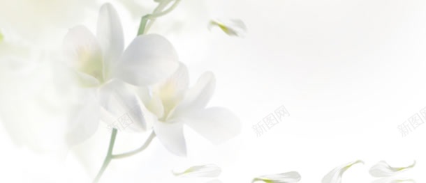 清新背景jpg设计背景_新图网 https://ixintu.com 化妆品 淘宝天猫护肤品广告 美妆海报 美白 花 面膜