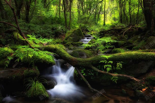 绿色苔藓山间小溪海报背景jpg设计背景_新图网 https://ixintu.com 小溪 山间 微观植物 海报 绿色 背景 苔藓
