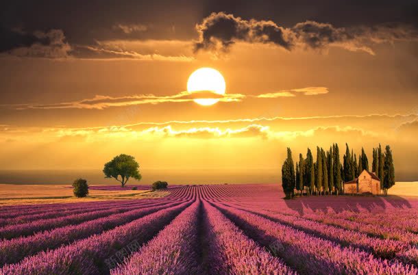 夕阳下的薰衣草花田海报背景jpg设计背景_新图网 https://ixintu.com 夕阳 海报 背景