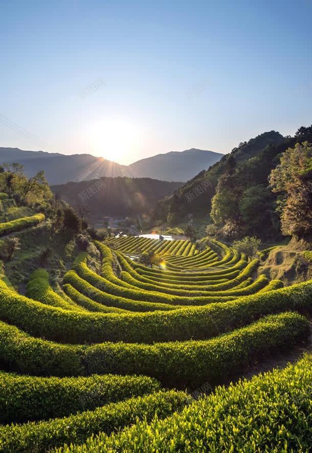 茶树山坡日出光照图jpg设计背景_新图网 https://ixintu.com 光照 山坡 日出 茶树