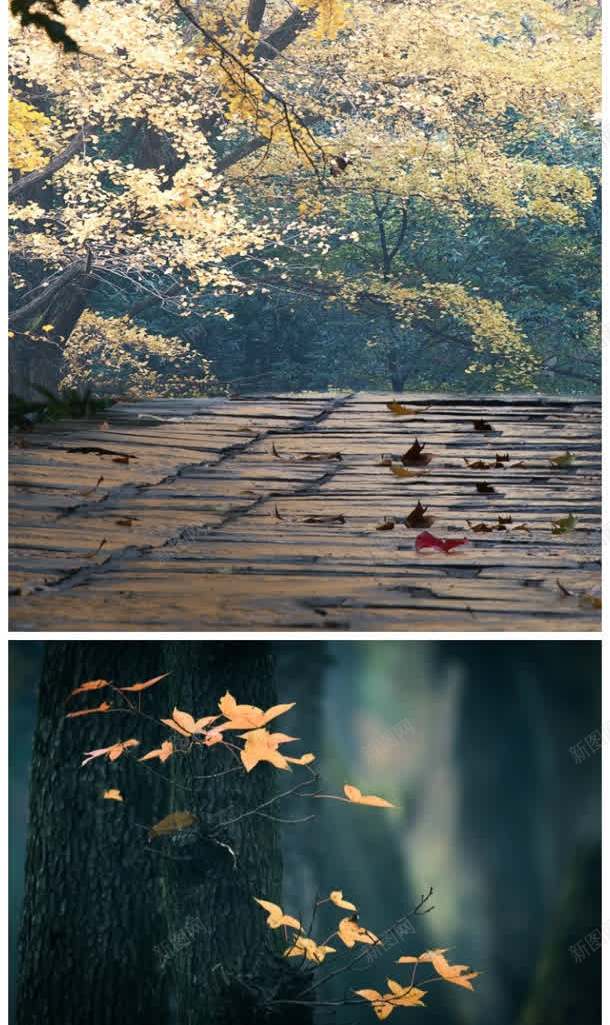 晚秋黄叶树木岩石jpg设计背景_新图网 https://ixintu.com 岩石 晚秋 树木 黄叶
