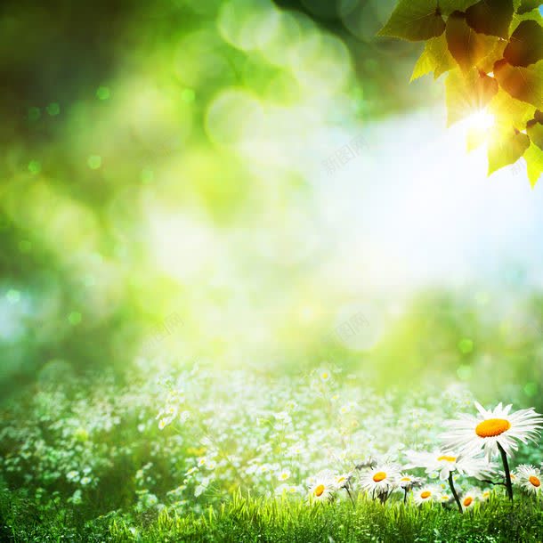 梦幻背景与花朵jpg设计背景_新图网 https://ixintu.com 图片素材 底纹背景 树叶 梦幻背景 梦幻背景与花朵图片 梦幻背景与花朵图片素材下载 植物 背景 背景花边 自然风光 花朵 草地