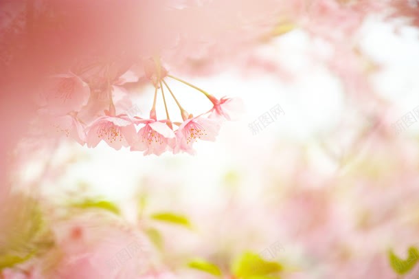 薰衣草淡雅宽屏背景jpg设计背景_新图网 https://ixintu.com 淡雅 背景