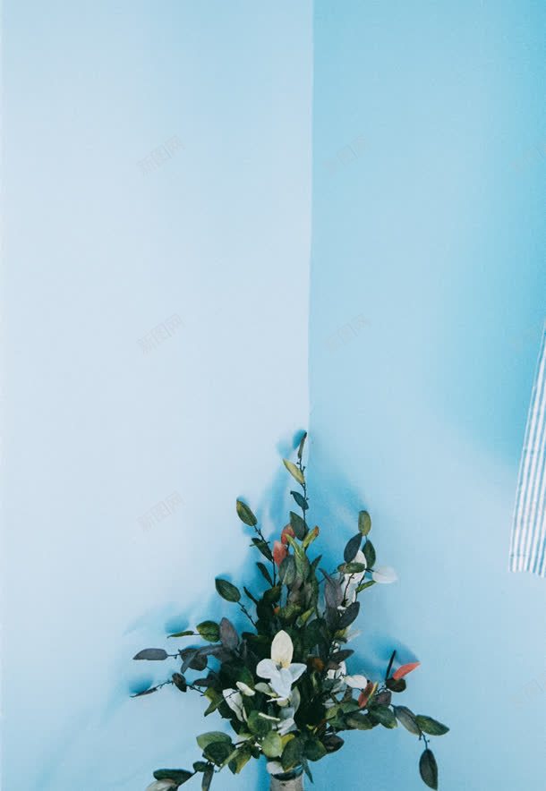 蓝色墙角的花束海报背景jpg设计背景_新图网 https://ixintu.com 墙角 海报 背景 花束 蓝色