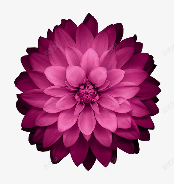 紫色盛开的鲜花装饰图案png免抠素材_新图网 https://ixintu.com 免抠PNG 盛开的鲜花 紫色 美丽 花朵 装饰图案