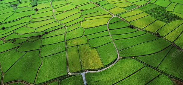 绿色稻田背景jpg设计背景_新图网 https://ixintu.com 农田 农田贴图 稻田 绿色背景