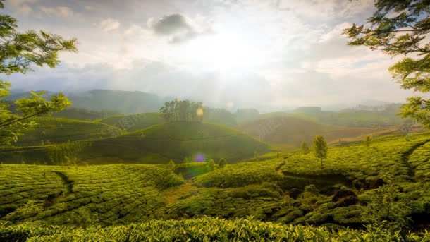 植物茶园绿草天空jpg设计背景_新图网 https://ixintu.com 天空 植物 茶园