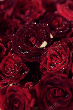 玫瑰花红色玫瑰爱情浪漫背景