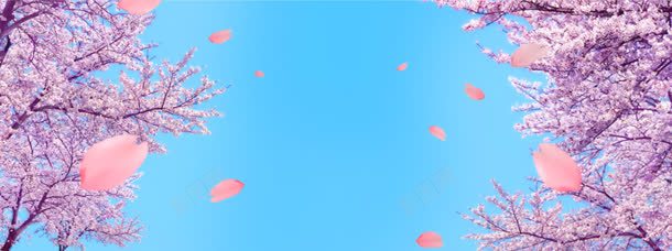 浪漫樱花背景jpg设计背景_新图网 https://ixintu.com 创意 唯美 樱花淘宝海报 浪漫花朵 海报 淘宝banner 淘宝海报素材下载 简约 简约创意背 花瓣