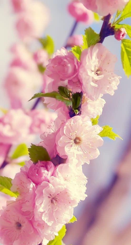幸福唯美模糊花朵jpg设计背景_新图网 https://ixintu.com 幸福 模糊 花朵