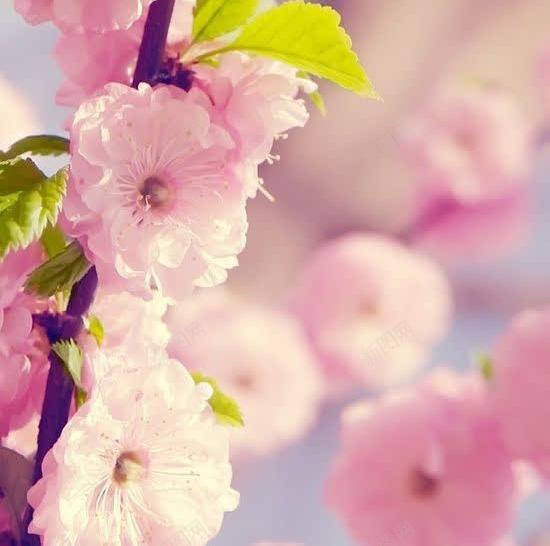 幸福唯美模糊花朵jpg设计背景_新图网 https://ixintu.com 幸福 模糊 花朵