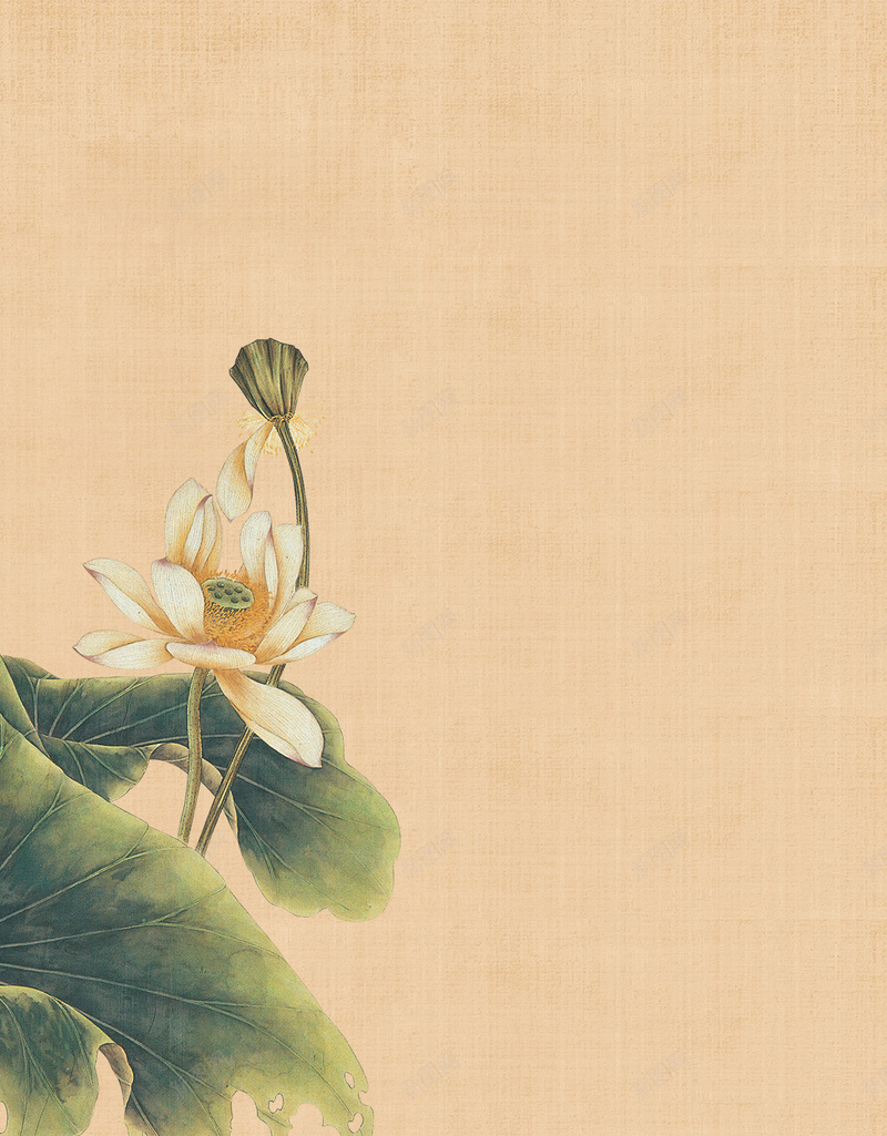 中国风荷花工笔画H5背景jpg设计背景_新图网 https://ixintu.com H5背景素材 中国风 工笔画 淡雅 纸质 荷叶 荷花 褐色