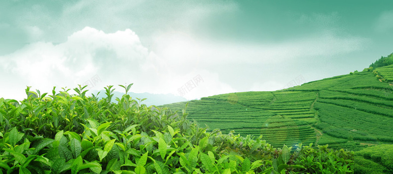 茶文化背景bannerjpg设计背景_新图网 https://ixintu.com banner 全屏背景 小清新 简约 茶叶 茶山 茶文化 茶树