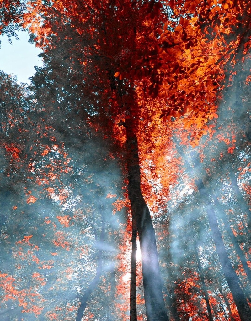 红叶林背景jpg_新图网 https://ixintu.com 开心 摄影 秋天 红叶 红叶林 逆光 风景