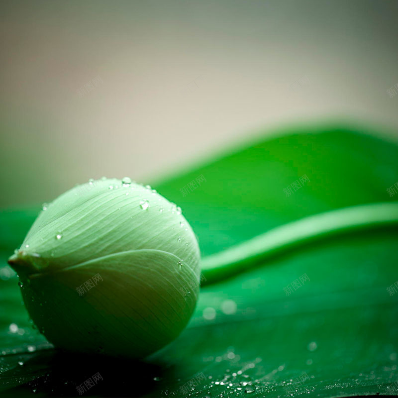 荷花摄影背景jpg_新图网 https://ixintu.com 摄影 景色 淘宝主图背景 温暖 荷花 荷花背景素材 露珠 风景 高清