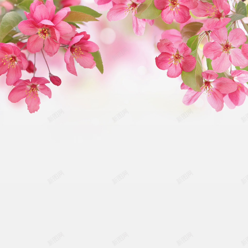 清新红色花朵简约背景图psd设计背景_新图网 https://ixintu.com 主图 女装 小清新 护肤品 文艺 清新 清爽 渐变 童装 简约 绿叶 花朵 蝴蝶 质感