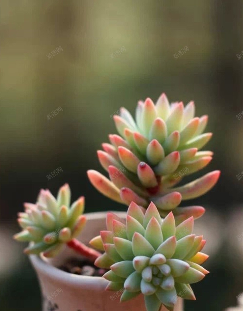 文艺创意多肉植物H5背景jpg设计背景_新图网 https://ixintu.com H5 h5 创意 多肉 小清新 彩色 文艺 植物 清新 盆栽 简约 萌