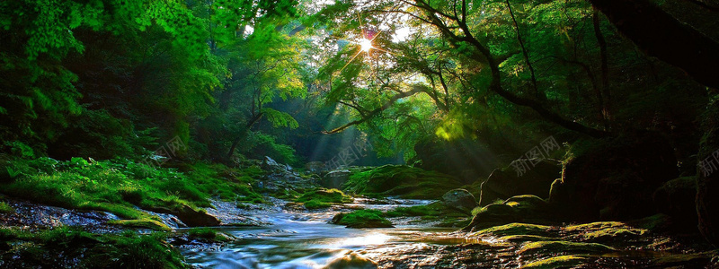 森林流水jpg设计背景_新图网 https://ixintu.com 公园主题 唯美 工艺 摄影 森林 海报banner 绿树 背景图 阳光 风景