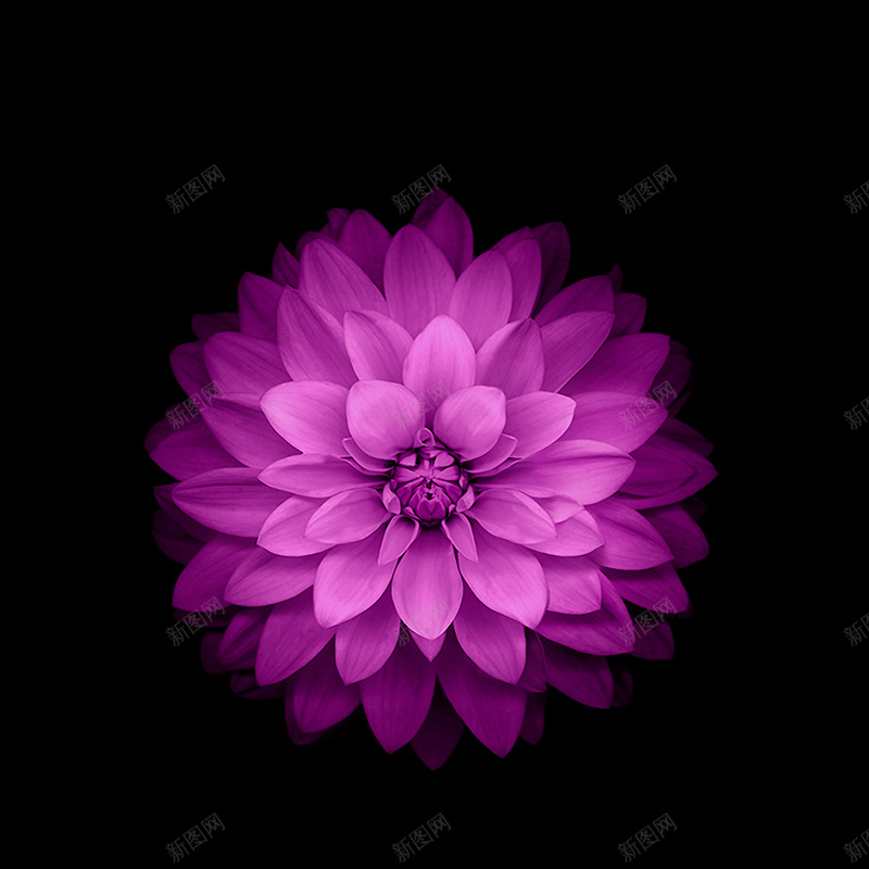 紫色花朵模板psd设计背景_新图网 https://ixintu.com 主图 主图素材 几何体素材主图 数码直通车图片 梦幻 浪漫 淘宝主图 直通车 直通车图片 直通车设计模板 科技 科技感 科技风 简约 简约主图 素材 紫色花朵模板 红色 节日促销模板 金属感直通车 钻展图片 高科技 黄色