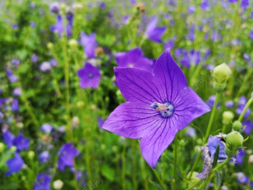 花卉紫色花卉摄影背景
